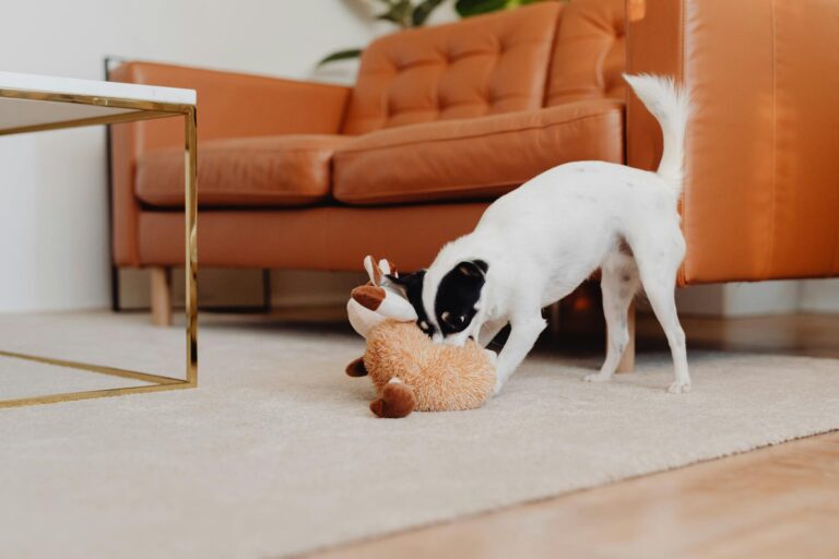 Unleash the Fun: Exploring the World of Interactive Dog Toys