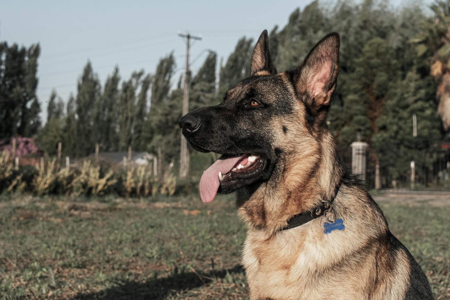 brown german shepherd sitting